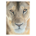 Lioness_Painting_Pastel_Portrait